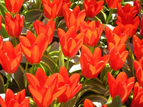 Tulpės, Raudona, Gėlės, Gamta, Pavasaris, Raudonos Tulpės, Spalvinga, Žydėti, Uždaryti