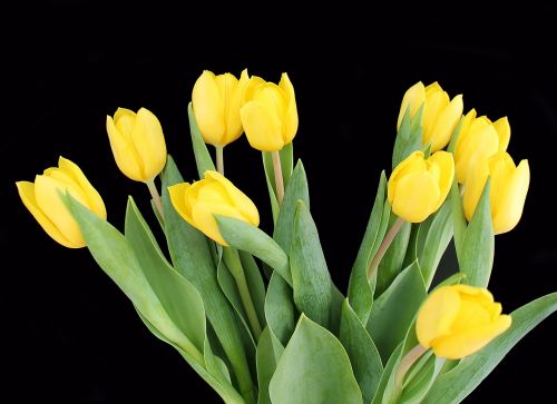 Tulpės,  Geltona,  Puokštė,  Gėlės,  Pavasaris