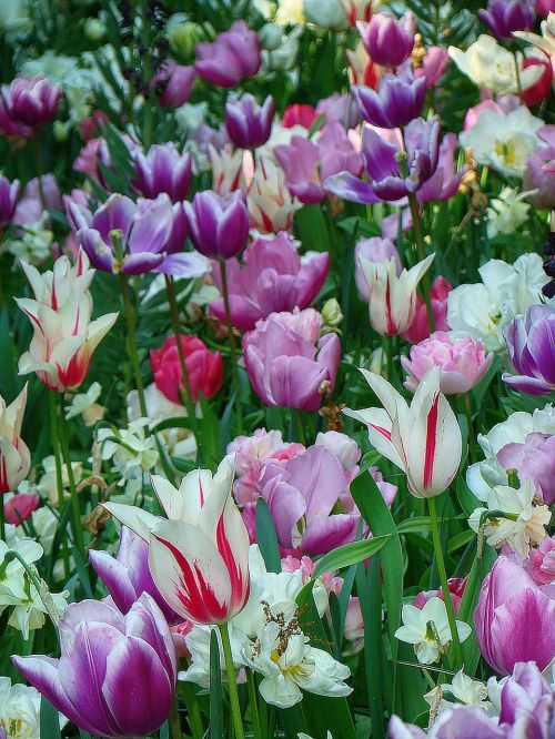 Tulpės,  Keukenhof Sodas,  Olandija,  Gėlė