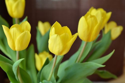 Tulpės,  Skintos Gėlės,  Pavasario Gėlė,  Pavasaris,  Gėlės,  Geltonos Gėlės,  Geltona