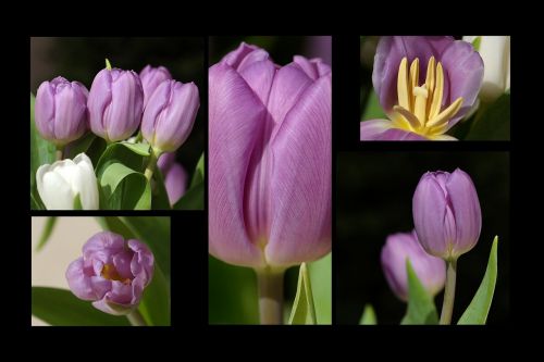 Tulpės, Tulipa, Gėlės, Pavasaris, Pavasario Gėlė, Koliažas, Gėlių Koliažas