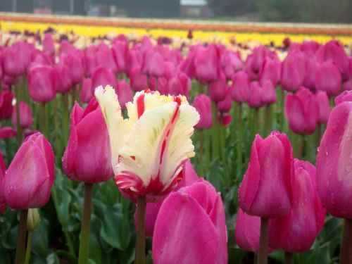 Tulpės,  Visos Spalvos,  Holland,  Pavasaris,  Augti,  Gamta,  Tulpių Laukai