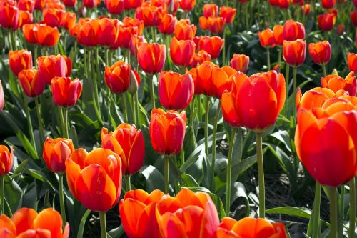 Tulpės, Nyderlandai, Tulpė, Pavasaris, Holland, Lemputė, Gėlė, Žydėti, Augalai, Tulpių Laukai, Turizmas, Nyderlandų Lemputė, Gėlės, Tulpių Laukas, Žalias, Oranžinė, Raudona, Gamta, Vasara