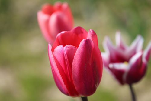 Tulpės, Gėlės, Pavasaris, Violetinė, Uždaryti, Vasara, Raudonos Tulpės, Spalvinga, Žydėti, Tulpių Puokštė, Holland, Amsterdamas