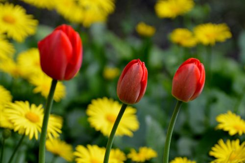 Tulpės, Raudona, Gėlė, Pavasaris, Gamta, Uždaryti