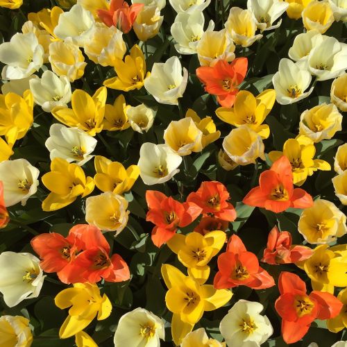 Tulpės,  Gėlės,  Oranžinė,  Geltona,  Augalas,  Žiedas,  Žydėti,  Pavasaris