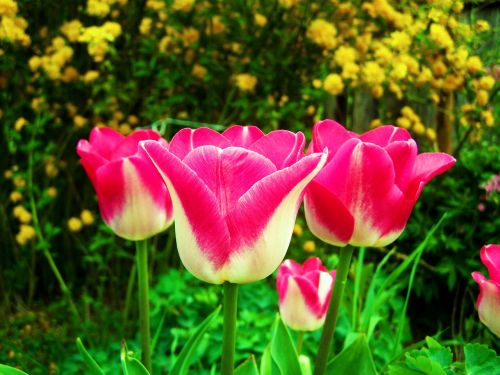 Tulpės,  Gėlė,  Sodas,  Pavasaris,  Rausvai Balta