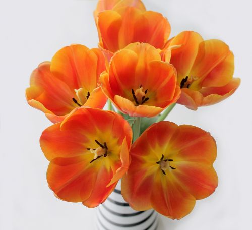 Tulpės,  Oranžinė,  Puokštė,  Sparnas,  Vazos,  Gėlės