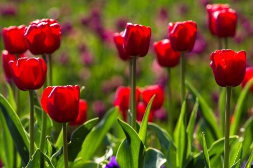 Tulpės, Pavasaris, Šviesa, Spalvinga, Raudona, Gėlės