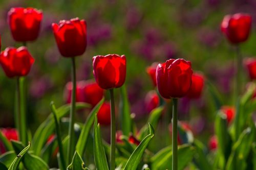 Tulpės, Pavasaris, Šviesa, Spalvinga, Raudona, Gėlės, Makro