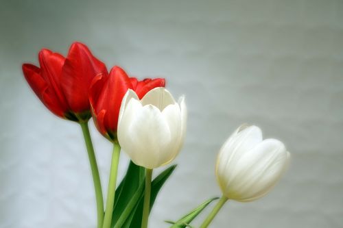 Tulpės, Raudona, Balta, Pavasaris, Estetika, Estetinis, Gėlės, Spalva, Flora