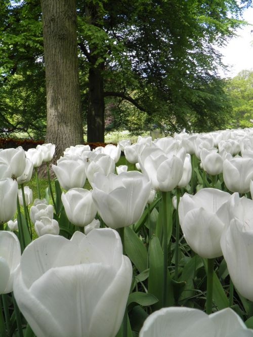Tulpės,  Balta,  Gėlės,  Pavasaris,  Sodas,  Gamta,  Protrūkis,  Parkas,  Flora