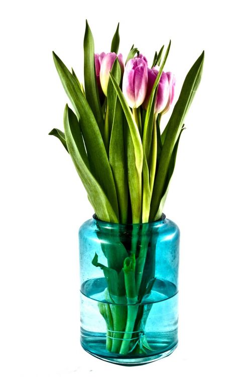 Tulpės, Puokštė, Gėlės, Vazos