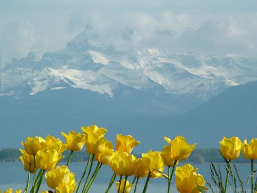 Tulpės, Montblanc, Ežero Geneva, Montreux, Šveicarija