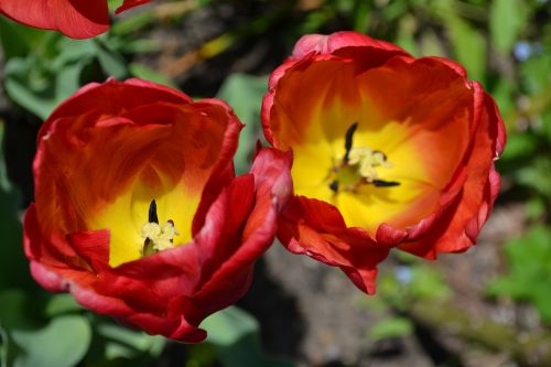 Tulpės,  Raudona,  Geltona,  Gėlės