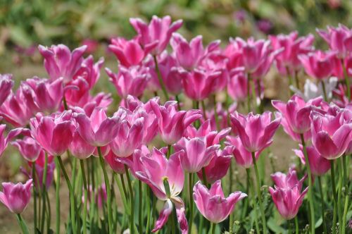 Tulpės,  Tulpių Ūkis,  Gėlės,  Pavasaris,  Gyvas,  Kraštovaizdis,  Žydi