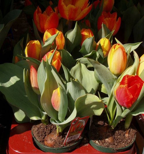Tulpės, Gėlės, Pavasaris, Viktualienmarkt Munich, Munich, Bavarija
