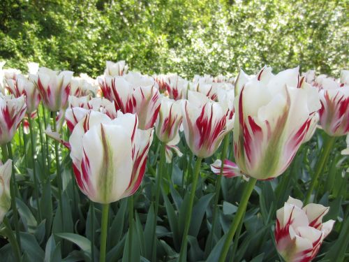 Tulpės, Gėlė, Gėlių, Gamta, Žiedas, Žalias, Augalas, Pavasaris, Holland, Olandų