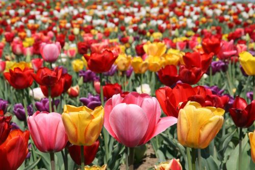Tulpės, Gėlės, Pavasaris, Laukai