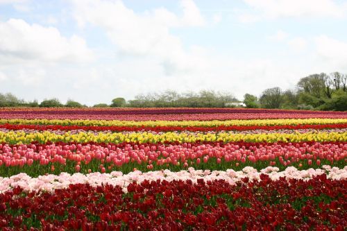 Tulpės, Žibinto Galas, Brittany, Gėlės