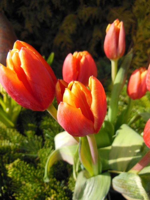 Tulpės, Oranžinė, Raudona, Pavasario Tulpės, Žalias, Augalai, Gėlės, Gražus, Iš Arti, Puokštė, Spalva Užpildyta