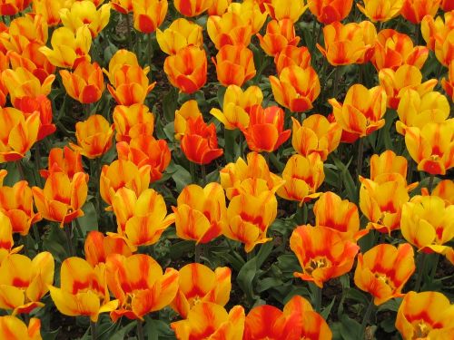 Tulpės, Spalvos, Gėlės, Pavasaris