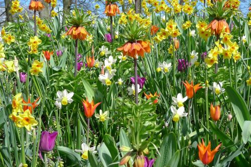 Tulpės, Gėlės, Pavasaris, Sodas, Augalas, Flora, Ganykla