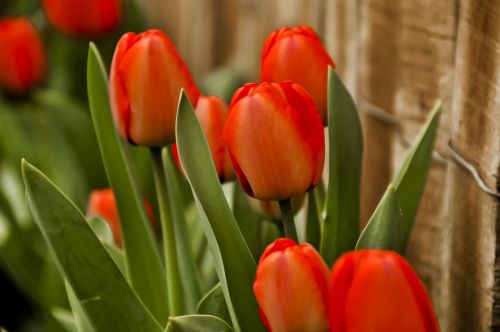 Tulpės, Raudona, Gėlė