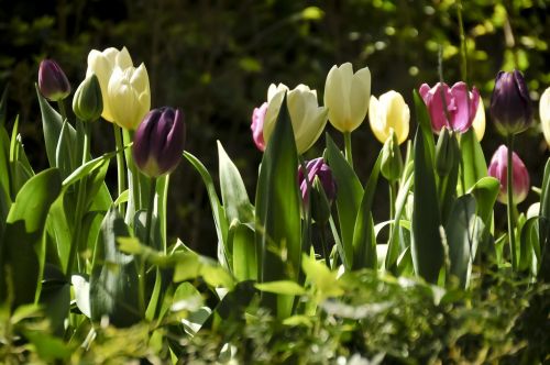 Tulpės, Spalvinga, Pavasaris