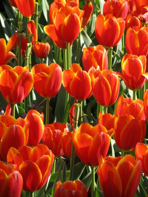 Tulpės,  Gėlės,  Žiedai,  Žydi,  Žiedlapiai,  Sodininkystė,  Pavasaris,  Raudona,  Daugiaspalvis,  Gėlių,  Auga,  Žydi Tulpės