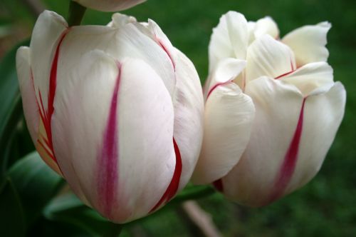 Gėlės,  Tulpės,  Balta,  Rožinis,  Pagamintas,  Pavasaris,  Tulpės,  Botanikos Sodai,  Maskva