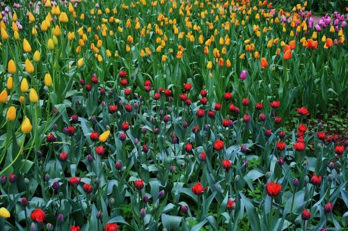 Gėlės,  Tulpės,  Violetinė,  Raudona,  Rožinis,  Geltona,  Pomidoras,  Tulpės,  Botanikos Sodai,  Maskva