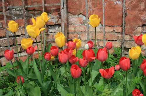 Gėlės,  Tulpės,  Stiebagumbiai,  Pavasaris,  Sodas,  Peterhof,  Tulpės Žydėjimo