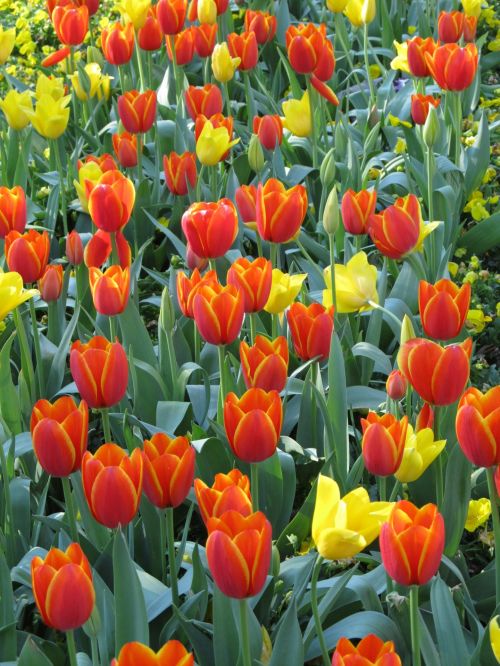 Tulpės,  Gėlės,  Žiedai,  Žydi,  Žiedlapiai,  Sodininkystė,  Pavasaris,  Raudona,  Geltona,  Oranžinė,  Gėlių,  Auga,  Žydėti Tulpius
