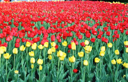 Tulpės,  Geltona,  Raudona,  Gėlės,  Lova,  Masė,  Graži,  Parkas,  Tulpės Maskvoje