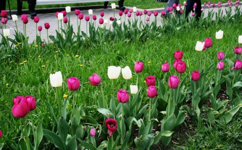 Tulpės,  Gėlės,  Lovatiesė Iš & Nbsp,  Gilus & Nbsp,  Rausvas,  Raudona,  Balta,  Žalia Žolė,  Parkas,  Tulpės Maskvos Parke