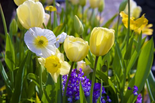 Gėlės,  Tulpės,  Daffodil,  Aguona,  Geltona,  Žydėti,  Augalas,  Gėlė,  Tulpės,  Aguonos,  Ir Narcizai