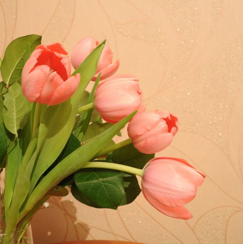 Gėlės,  Tulpės,  Gėlė,  Nuotrauka,  Tulpės 2