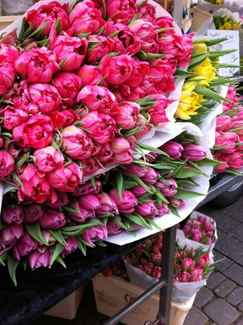 Tulpės, Gėlės, Puokštė, Amsterdamas, Turgus