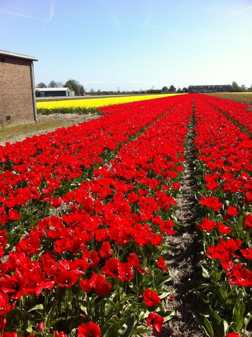 Tulpės, Raudona, Gėlės, Laukai, Nyderlandai, Pavasaris, Holland, Gamta, Olandų