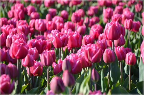 Gėlės,  Tulpės,  Rožinis,  Gamta,  Holland,  Tulpės