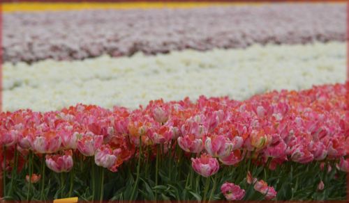 Tulpės,  Laukas,  Beemster,  Gamta,  Gėlės,  Pavasaris,  Tulpės Laukas 1