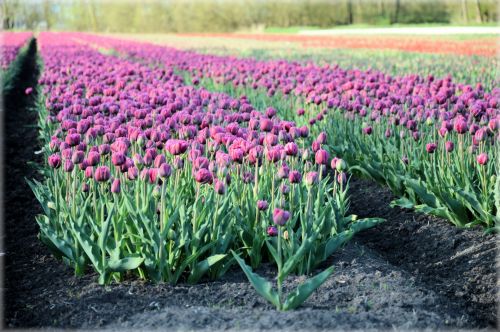 Tulpės,  Tulpės & Nbsp,  Laukas,  Kultūra,  Gėlės,  Holland,  Tulpių Laukas 2