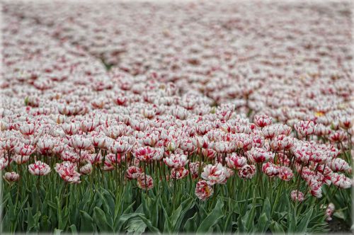 Tulpės,  Laukas,  Beemster,  Gamta,  Gėlės,  Pavasaris,  Tulpių Laukas 3