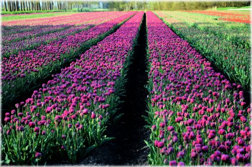 Tulpės,  Gėlės,  Kultūra,  Holland,  Tulpė & Nbsp,  Laukas,  Tulpių Laukas 3