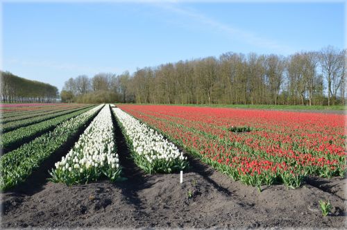 Tulpės,  Gėlės,  Laukas,  Kultūra,  Holland,  Tulpių Laukas