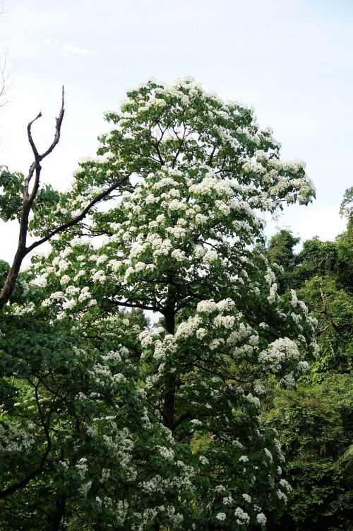 Tung Medžiai Ir Gėlės, Žydėjimas, Balta Gėlė, Wu Yuexue