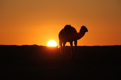 Tunisas,  Dykuma,  Kupranugaris,  Saulės Kilimas,  Sun Set