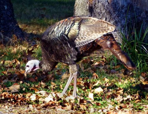 Turkija, Laukinis Kalakutas, Laukiniai, Paukštis, Laukinė Gamta, Gamta, Sparnas, Fauna