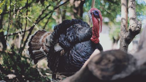 Turkija, Paukštis, Laukinė Gamta, Gyvūnas, Lapkritis, Šventė, Ūkis, Naminiai Paukščiai, Šventė, Plunksna, Vasara, Atostogos, Kelionė, Mediena, Medžiai, Miškas, Vištiena, Višta, Kaimas, Ūkininkavimas, Ruduo, Žemdirbystė, Gaidys, Lapai, Lapai, Filialas, Kiemas, Sparnai, Gyvuliai